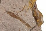 Eocrinoid (Ascocystites) Mortality Plate - Ordovician #305173-2